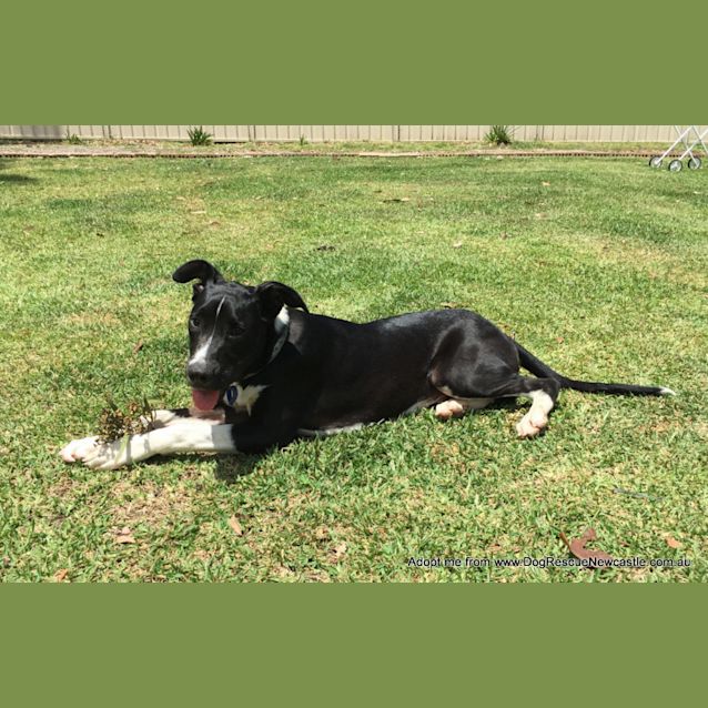 Photo of Jett (On Trial 6/1/15) ~ Bull Arab X Mastiff Boy