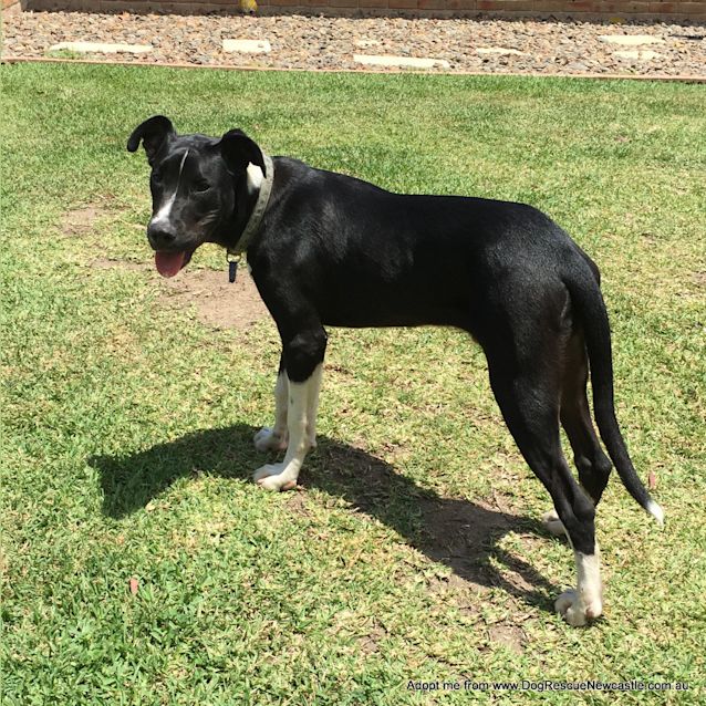 Photo of Jett (On Trial 6/1/15) ~ Bull Arab X Mastiff Boy