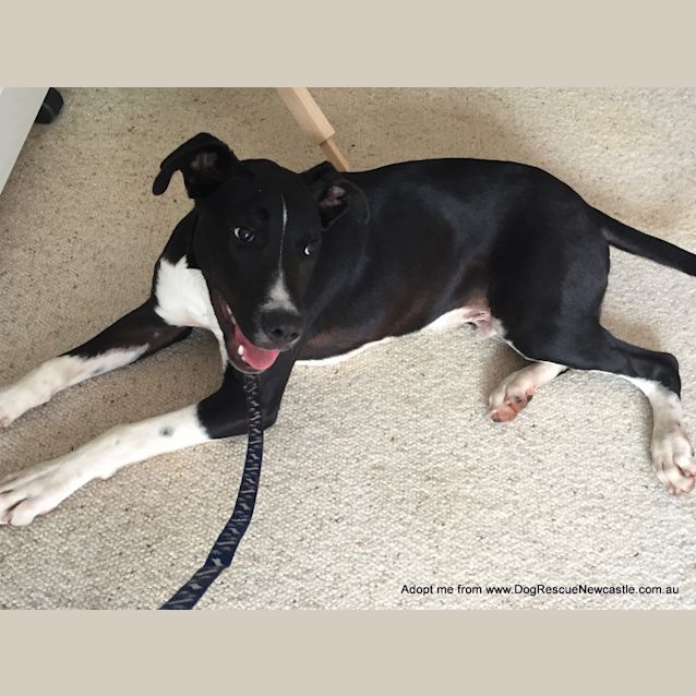 Photo of Jett (On Trial 6/1/15) ~ Bull Arab X Mastiff Boy