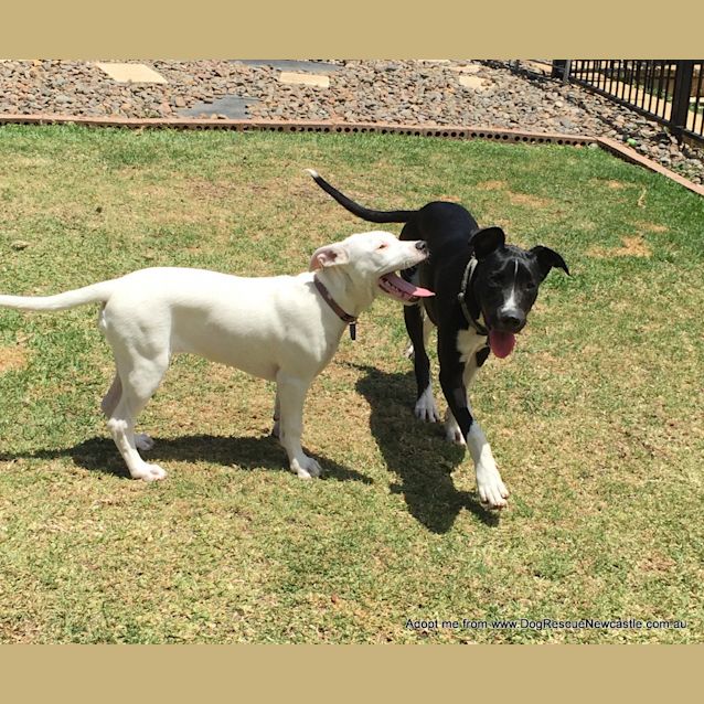 Photo of Jett (On Trial 6/1/15) ~ Bull Arab X Mastiff Boy