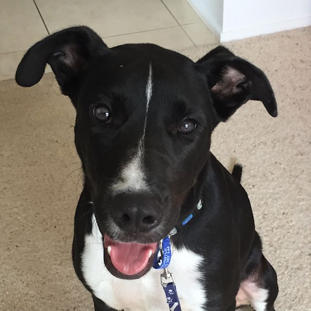 Photo of Jett (On Trial 6/1/15) ~ Bull Arab X Mastiff Boy