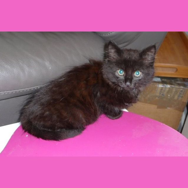 Photo of Zirconium ** Adoption Day**