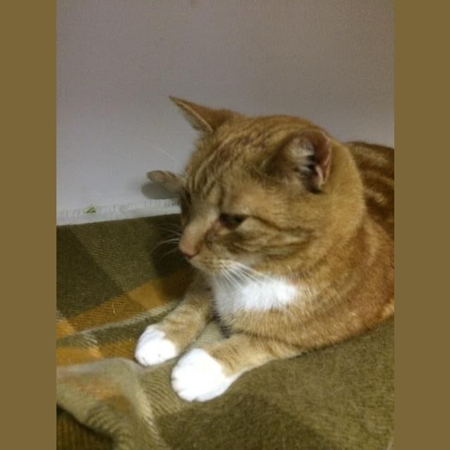 Photo of David Meowie