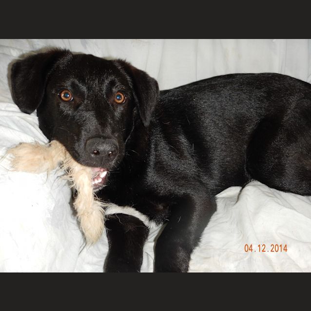 Photo of Onyx (Adoption Pending)
