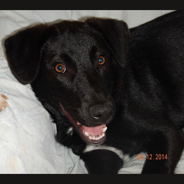 Photo of Onyx (Adoption Pending)