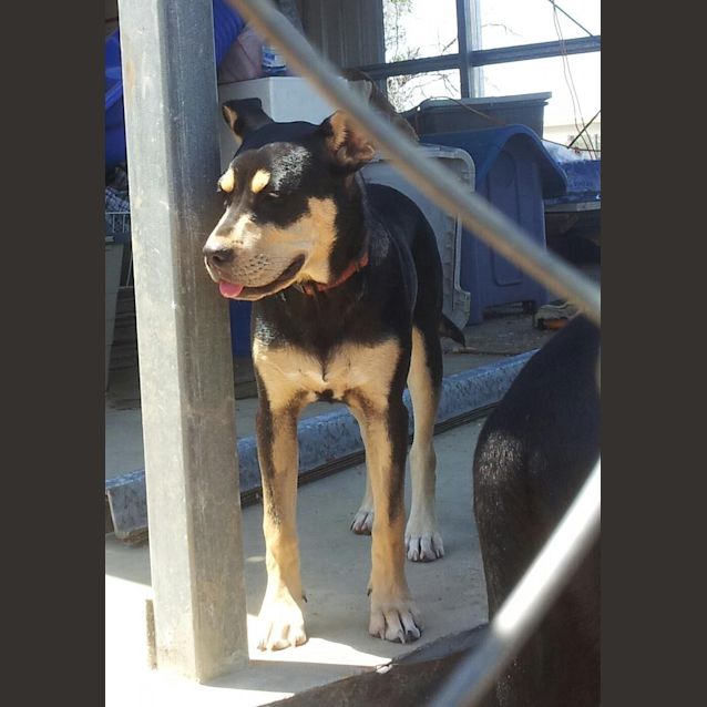 Photo of Dharma