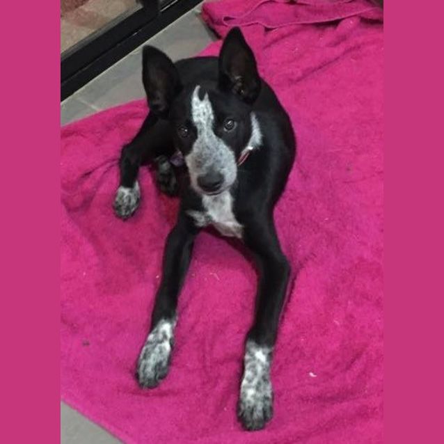 Photo of Beau 