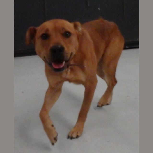 Photo of Rusty