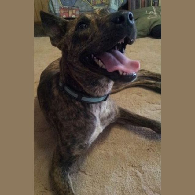 Photo of Logan (Adoption Pending)