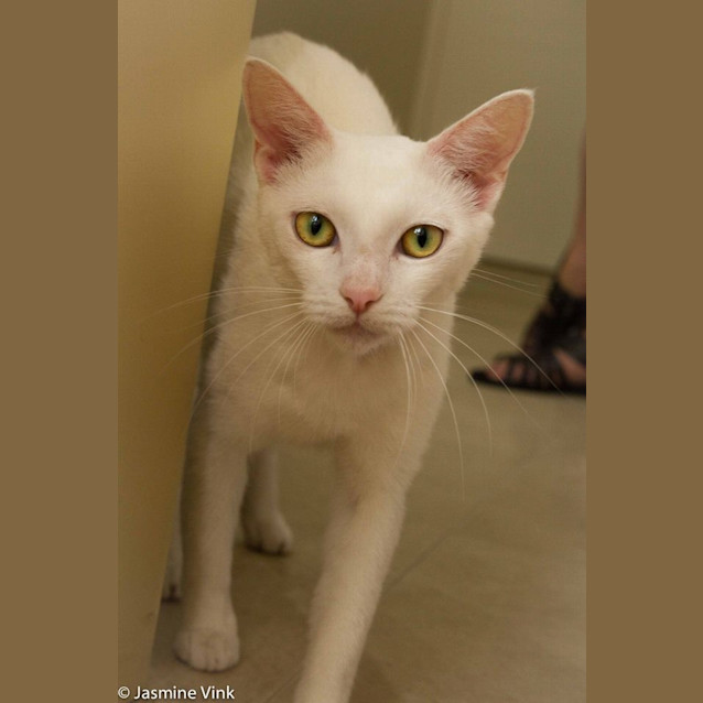 Photo of Angel 