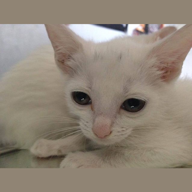 Photo of Dottie 