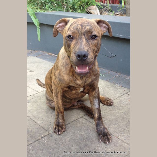 Photo of George (On Trial 23/12/14) ~ Staffy X Puppy