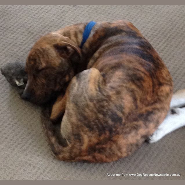 Photo of George (On Trial 23/12/14) ~ Staffy X Puppy