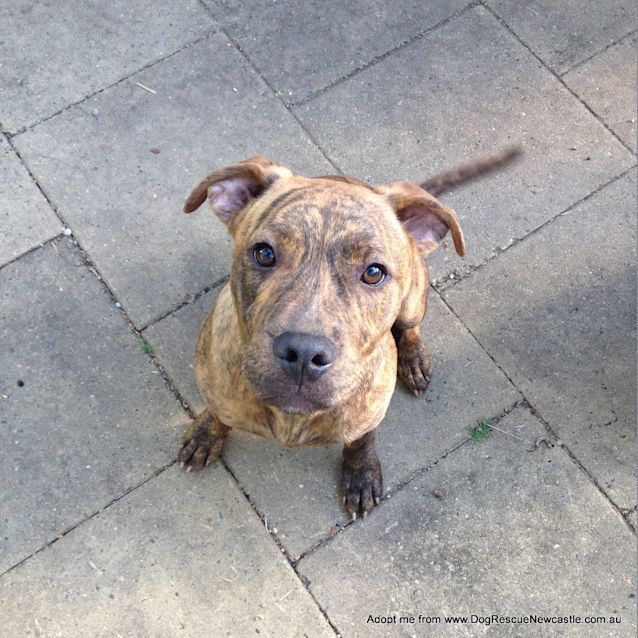 Photo of George (On Trial 23/12/14) ~ Staffy X Puppy