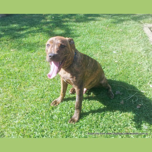 Photo of George (On Trial 23/12/14) ~ Staffy X Puppy