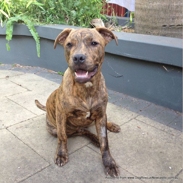 Photo of George (On Trial 23/12/14) ~ Staffy X Puppy