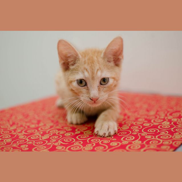 Photo of Peanut