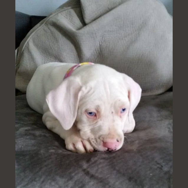 Photo of Willow