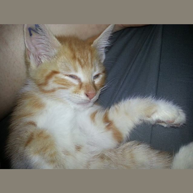 Photo of Michaelangelo