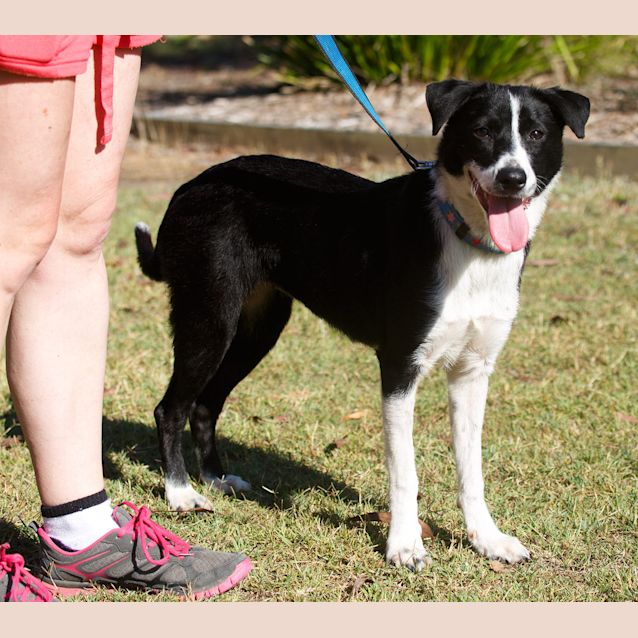 Photo of Penny ~ Special Needs ~ On Trial 13/12/14
