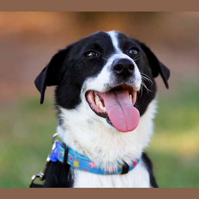 Photo of Penny ~ Special Needs ~ On Trial 13/12/14