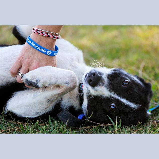 Photo of Penny ~ Special Needs ~ On Trial 13/12/14