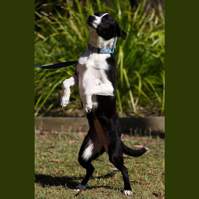 Photo of Penny ~ Special Needs ~ On Trial 13/12/14