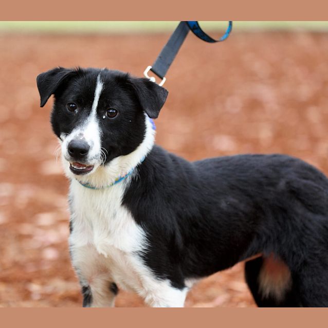 Photo of Penny ~ Special Needs ~ On Trial 13/12/14