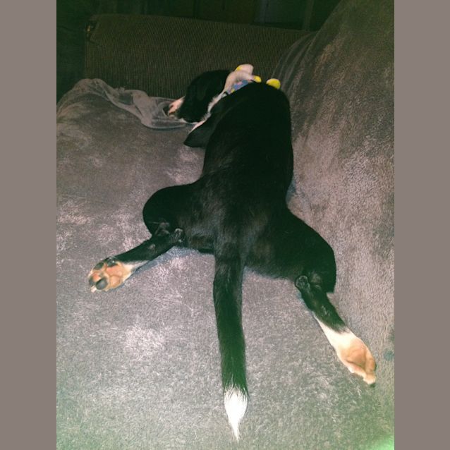 Photo of Penny ~ Special Needs ~ On Trial 13/12/14