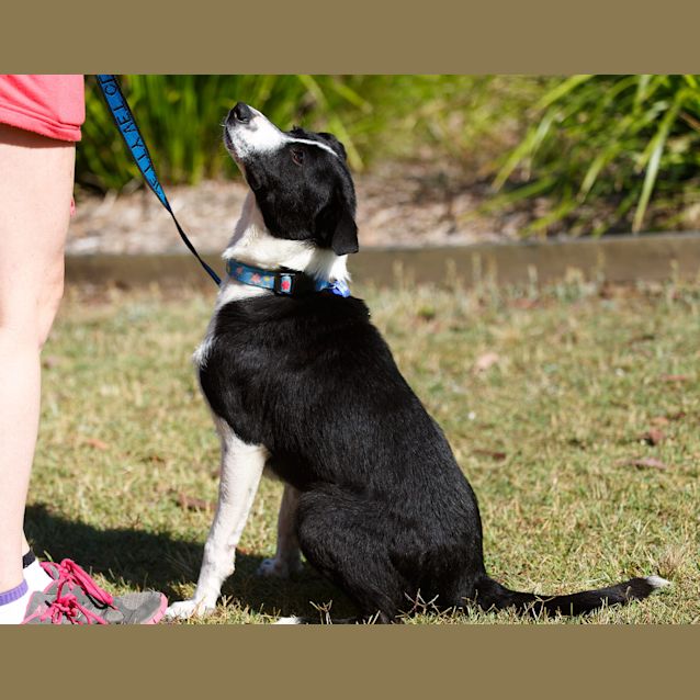 Photo of Penny ~ Special Needs ~ On Trial 13/12/14