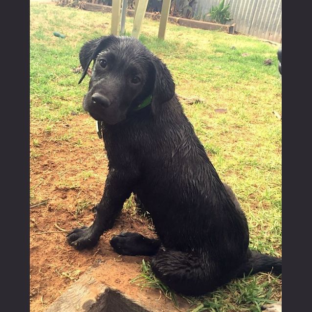 Photo of Marshall *On Trial In His New Home*