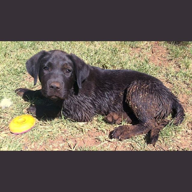 Photo of Marshall *On Trial In His New Home*