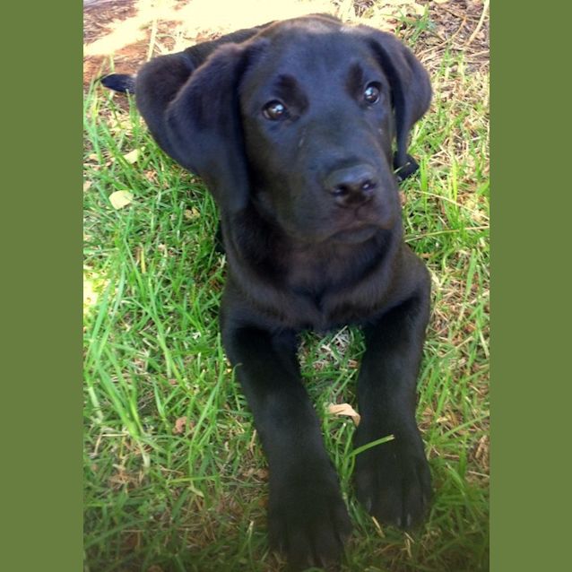 Photo of Marshall *On Trial In His New Home*