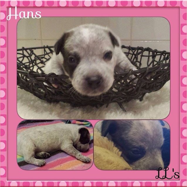Photo of Hans