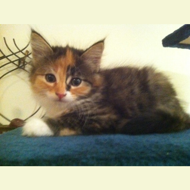 Photo of Hetty (Pre   Adoption)