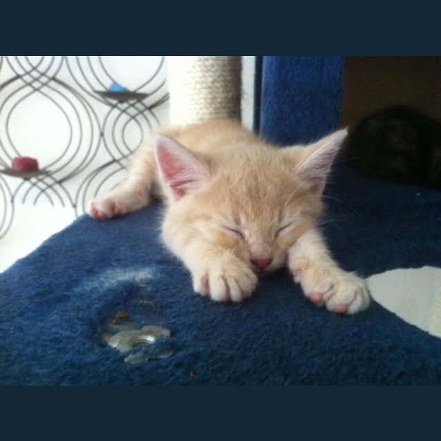 Photo of Fudge (Pre   Adoption)