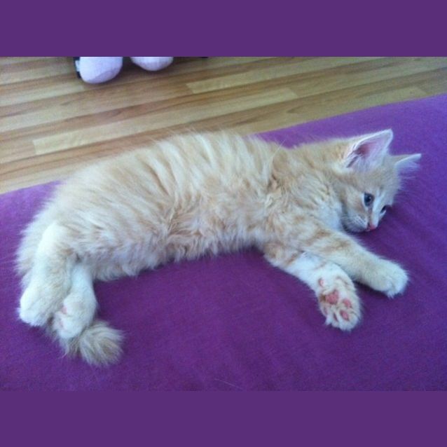 Photo of Harry (Pre   Adoption)