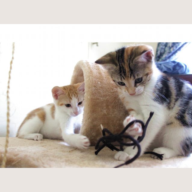 Photo of Ginny    Kitten Kapers Rescue