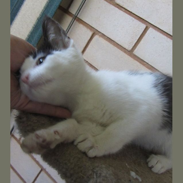 Photo of Ward Only $150 To Adopt!