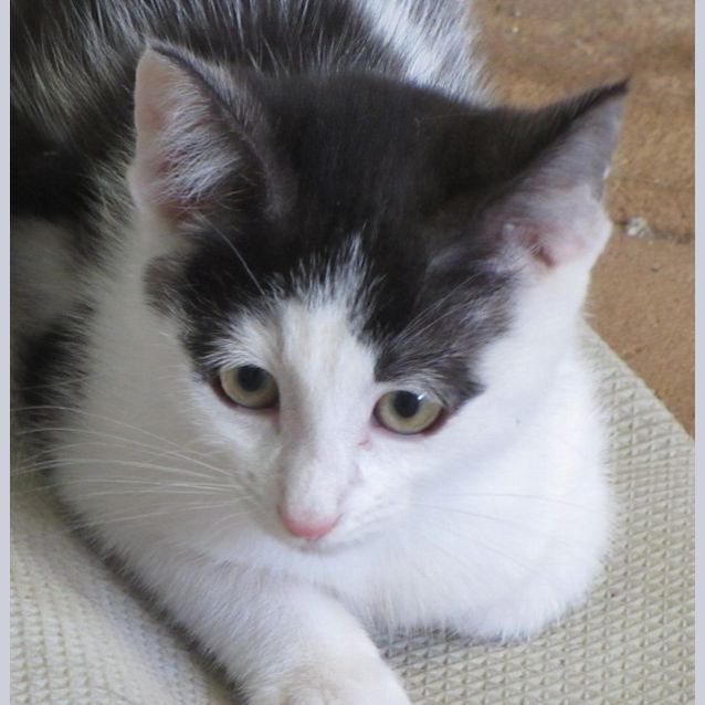 Photo of Ward Only $150 To Adopt!