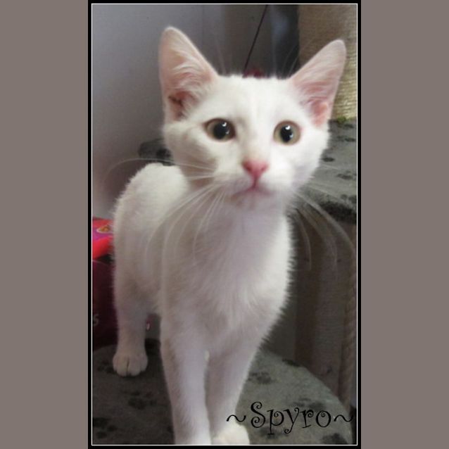 Photo of Spyro