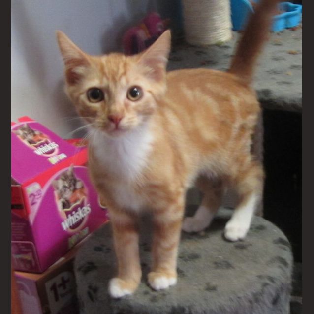 Photo of Jenga N.O.W Only $100 To Adopt!