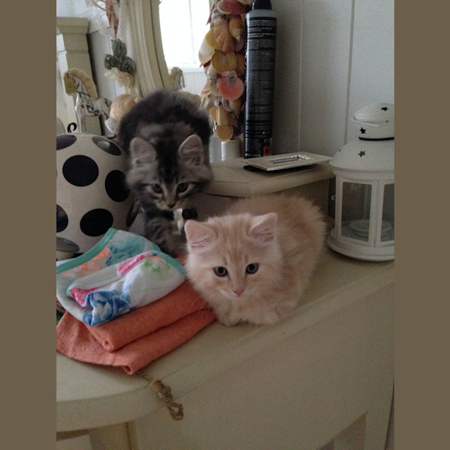 Photo of Kimba Olive