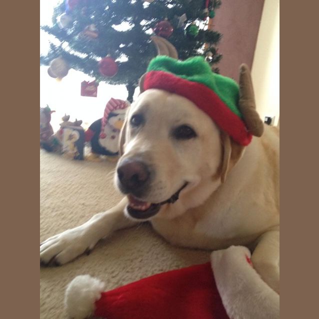 Photo of Ollie (On Trial 13/12/14~ Purebred Yellow Labrador