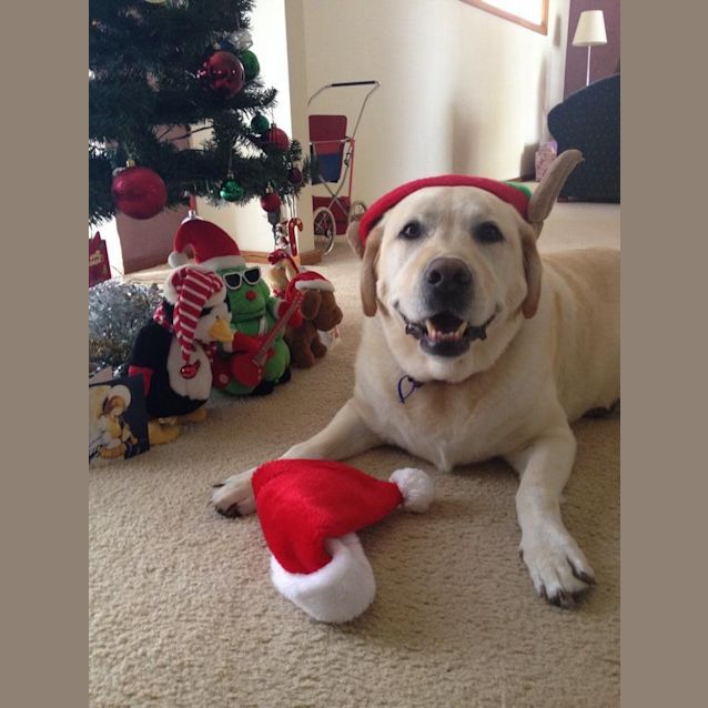 Photo of Ollie (On Trial 13/12/14~ Purebred Yellow Labrador