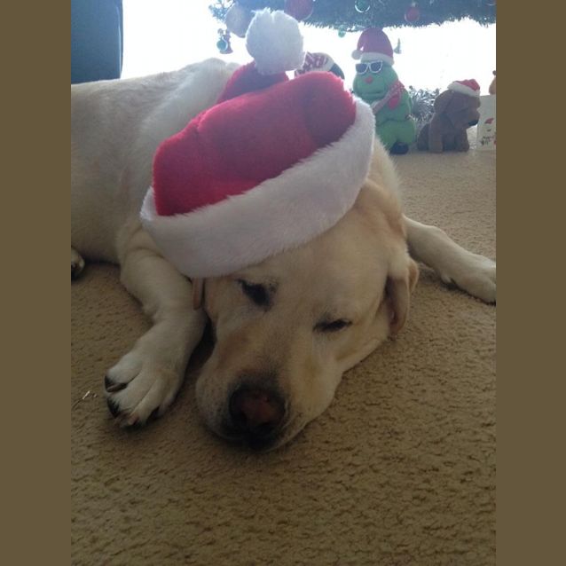 Photo of Ollie (On Trial 13/12/14~ Purebred Yellow Labrador