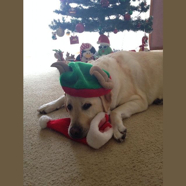 Photo of Ollie (On Trial 13/12/14~ Purebred Yellow Labrador