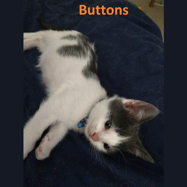 Photo of Buttons