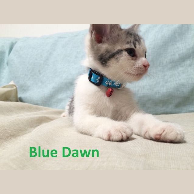 Photo of Blue Dawn