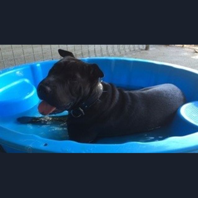 Photo of Midnight